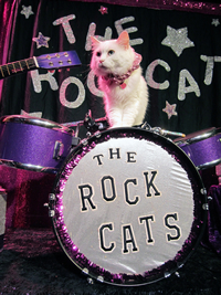 Book Acro Cats and The Rock Cats for your next corporate event, function, or private party.